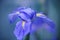 Blue Iris flower in closeup