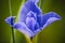 Blue Iris flower in closeup