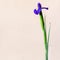 Blue iris flower with square pale brown background