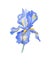 Blue iris flower on white background