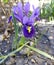 Blue iris flowers. Mini irises. Violet iris.