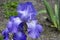 Blue iris in full bloom