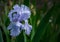 Blue Iris germanica or Bearded Iris on the background of bright green landscaped garden. Beautiful blue very large head of iris