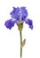 Blue iris isolated on white background