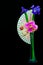 Blue iris and pink phalaenopsis orchid flowers in a tall crystal vase on black background