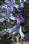 Blue Iris reticulata the netted iris or golden netted iris close up flowers in the garden.