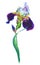 Blue iris.Watercolor flower and leaves on a white background.Illustration.