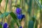 Blue iris in the wild grows in the meadow