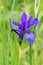 Blue iris in the wild grows in the meadow