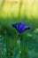 Blue iris in the wild grows in the meadow