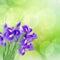 Blue irise flowers
