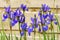 Blue irises flowering plants.