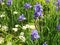 Blue irises and white daisies in the clearing.