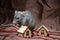 Blue irish domestic cute rat on brown background with New Year house decorations washes his face, symbol of year 2020