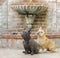 Blue Isabella and Red Tan Male Frenchies Looking Up next to a Classical Wall Fountain