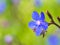 Blue Italian Bugloss Flower