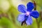 Blue Italian Bugloss Flower