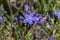 Blue `Italian Bugloss` flower - Anchusa Azurea