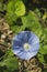 Blue Ivyleaf Morning Glory Alabama Wildflower