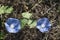 Blue Ivyleaf Morning Glory Alabama Wildflower
