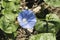 Blue Ivyleaf Morning Glory Alabama Wildflower