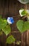 Blue Ivyleaf Morning Glory Alabama Wildflower