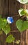 Blue Ivyleaf Morning Glory Alabama Wildflower