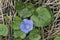 Blue Ivyleaf Morning Glory Alabama Wildflower