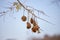 Blue Jacaranda Fruits