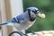 Blue jay