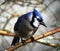 Blue Jay