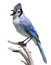 Blue Jay