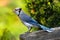 Blue Jay Beak Open Lime Green Background - Cyanocitta cristata