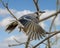 Blue jay, binomial name Cyanocitta cristata, taking off from a tree limb in Dallas, Texas.