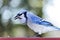 Blue jay bird