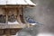 Blue Jay at Bird Feeder Winter