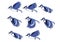 Blue Jay Bird Flying Sequence