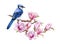 Blue jay bird on magnolia blooming branch. Watercolor illustration. Real watercolor spring illustration. Bright forest