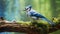 Blue Jay Bird On Mossy Branch: A Photographic Style