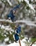 Blue Jay bird photo stock. Blue Jay in the winter season.  Picture. Photo. Image. Portrait.  Snow and birds. Couple of Blue Jay.