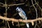 Blue Jay bird sits perched in a cedar forest