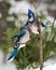 Blue Jay Bird Stock Photos.  Blue Jay Birds perched interacting with bokeh background winter season