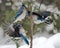 Blue Jay Bird Stock Photos.  Blue Jay Birds perched making a triangle with bokeh background winter season