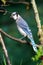 Blue Jay Branch Perched Dark Forest Green Background 2 - Cyanocitta cristata