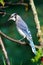 Blue Jay Branch Perched Dark Forest Green Background - Cyanocitta cristata