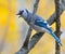 Blue jay chirping on a bare tree branch