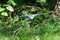 Blue Jay with a Cicada