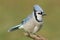 Blue Jay corvid cyanocitta
