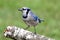 Blue Jay (corvid cyanocitta)