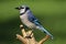 Blue Jay (corvid cyanocitta)